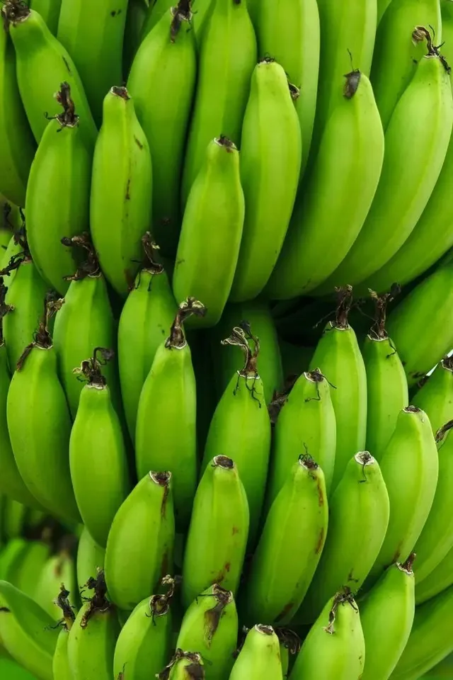 Fresh Cavendish Banana from EUROPE