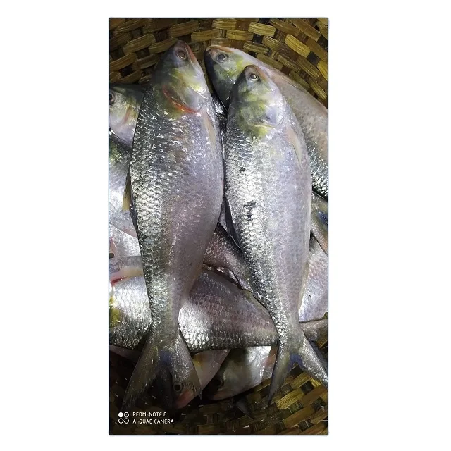 Frozen Fish Fresh Tilapia Supplier Block Bulk Style Packaging Package Weight Lbs Shelf Origin Latin Type Life Shape BRC Product