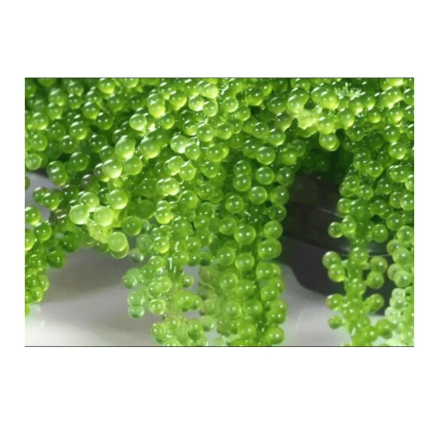 Sea Grape Caulerpa Lentillifera: A Superfood from the Sea That Can Transform Your Health
