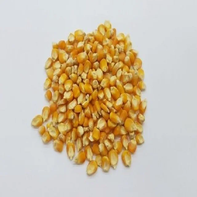 Dried Yellow Corn For Animal Feed in Premium grade ready for sale from India