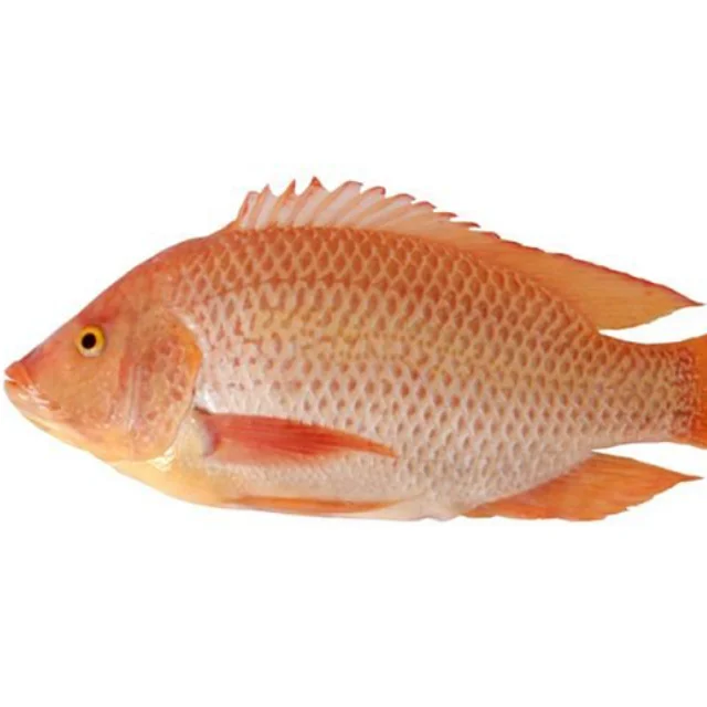 Tilapia Fish Frozen Whole Tilapia Fish Fresh Red Black Tilapia