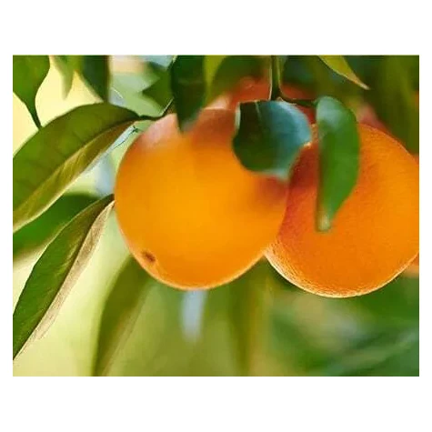 Best Quality Wholesale Fresh Navel Orange , Fresh Orange, Fruit Wholesale Suppliers Sweet Navel Price Citrus Orange Fresh Fruit