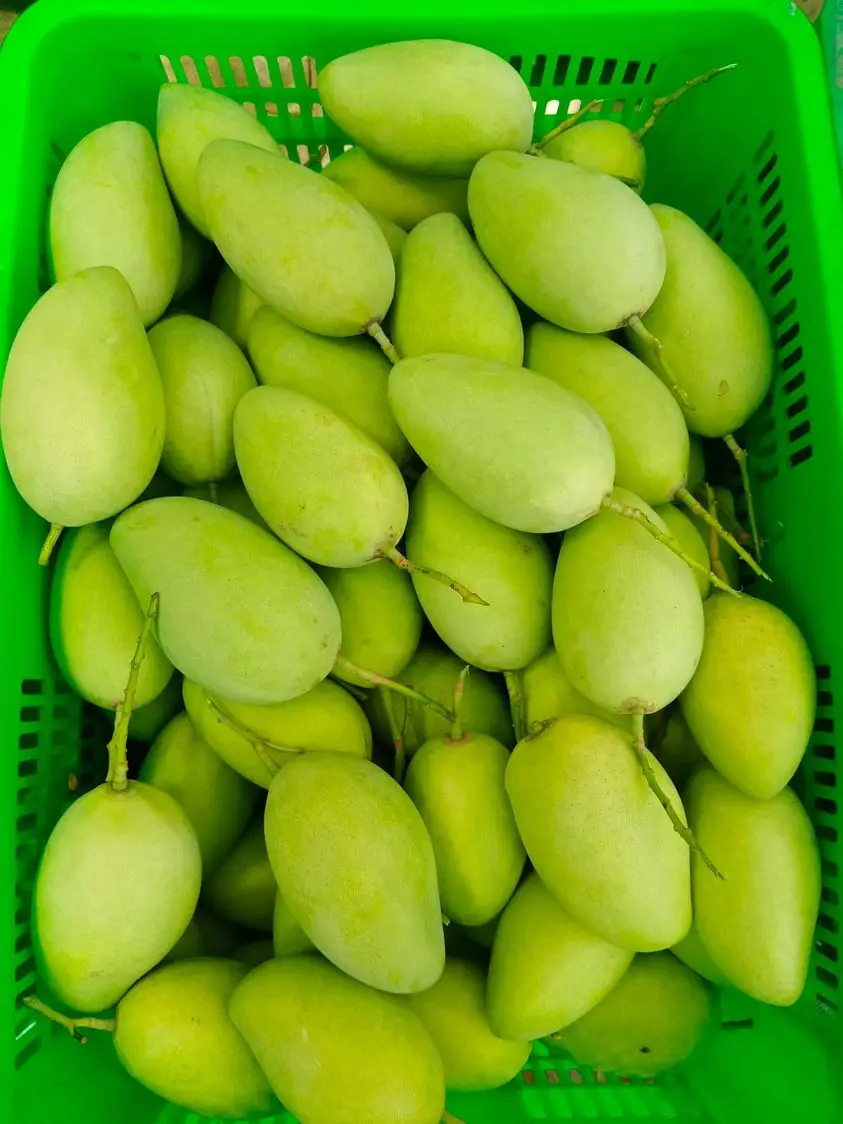Fresh Cat Chu Mango Vapor Heat Treatment (VHT) Vietnam Green Mango