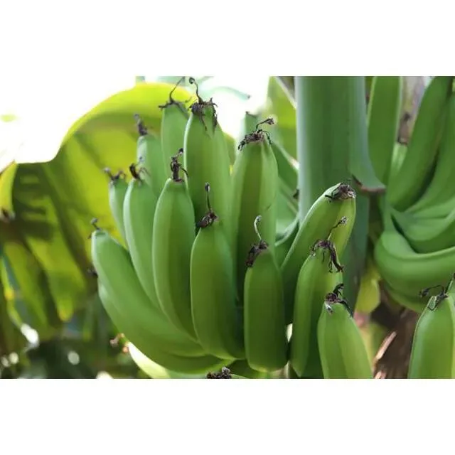 Wholesale Good Quality Competitive Price Delicious Flavour Fresh Banana From Viet Nam Export