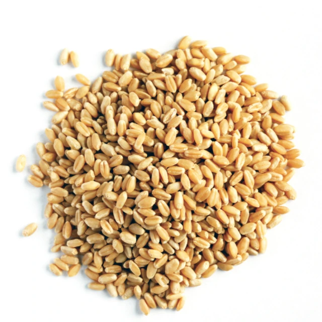 White Soft and Hard Wheat Grains for Sale