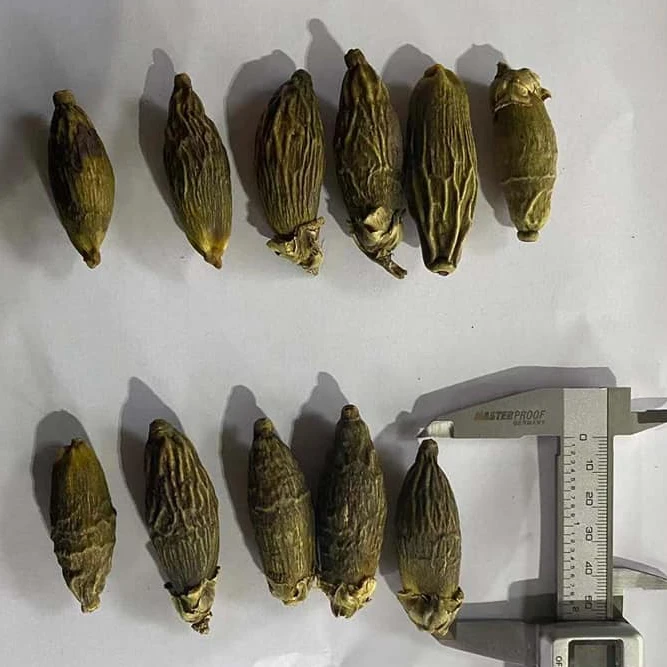 Сушеный молодой орех areca для китайского рынка экспорта/кипяченый хорошего качества экспорта с