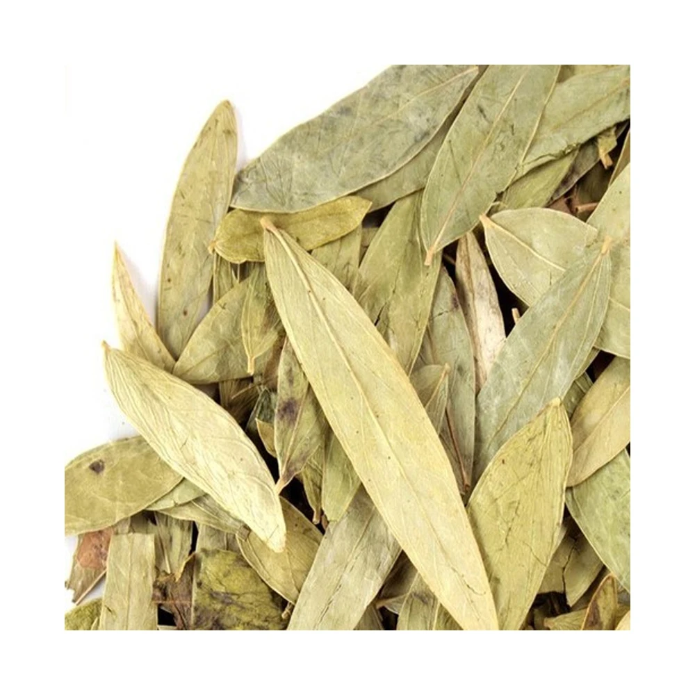 Best Quality Senna Leaves  Buy At Lowest Price
