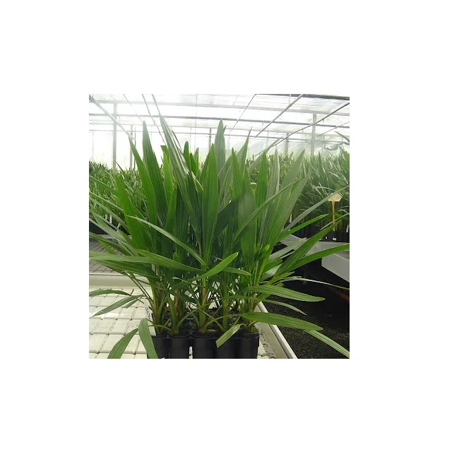 Female seedlings to bear fruits date palm tree grow well indoors with lots of sun exposure & potting soil shoot upwards at a rat