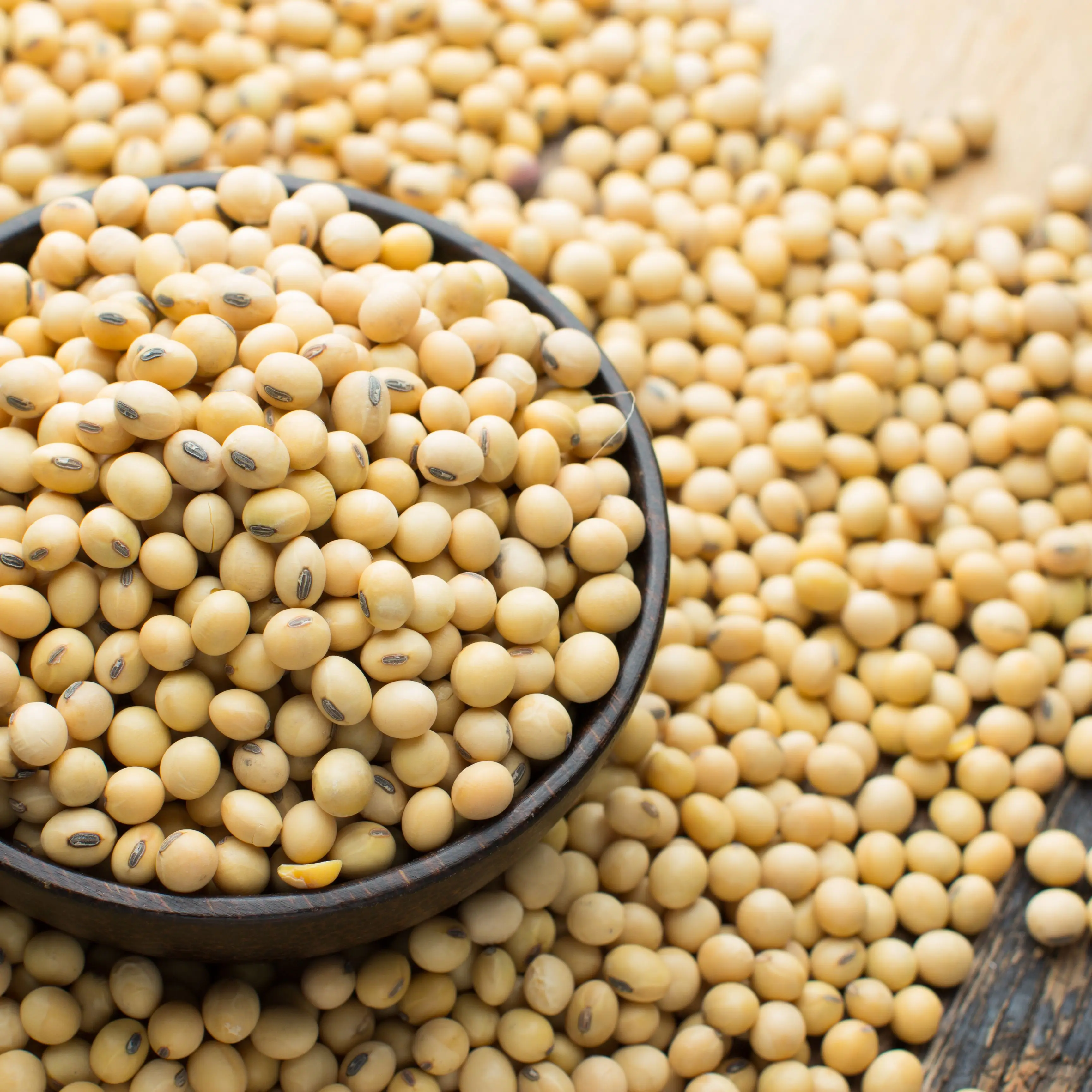 Соевые бобы прямой поставщик/GMO & NON GMO соевые