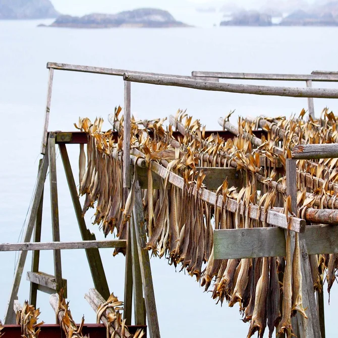 70-85cm Long Best Norway Stock Fish Know As Cod.