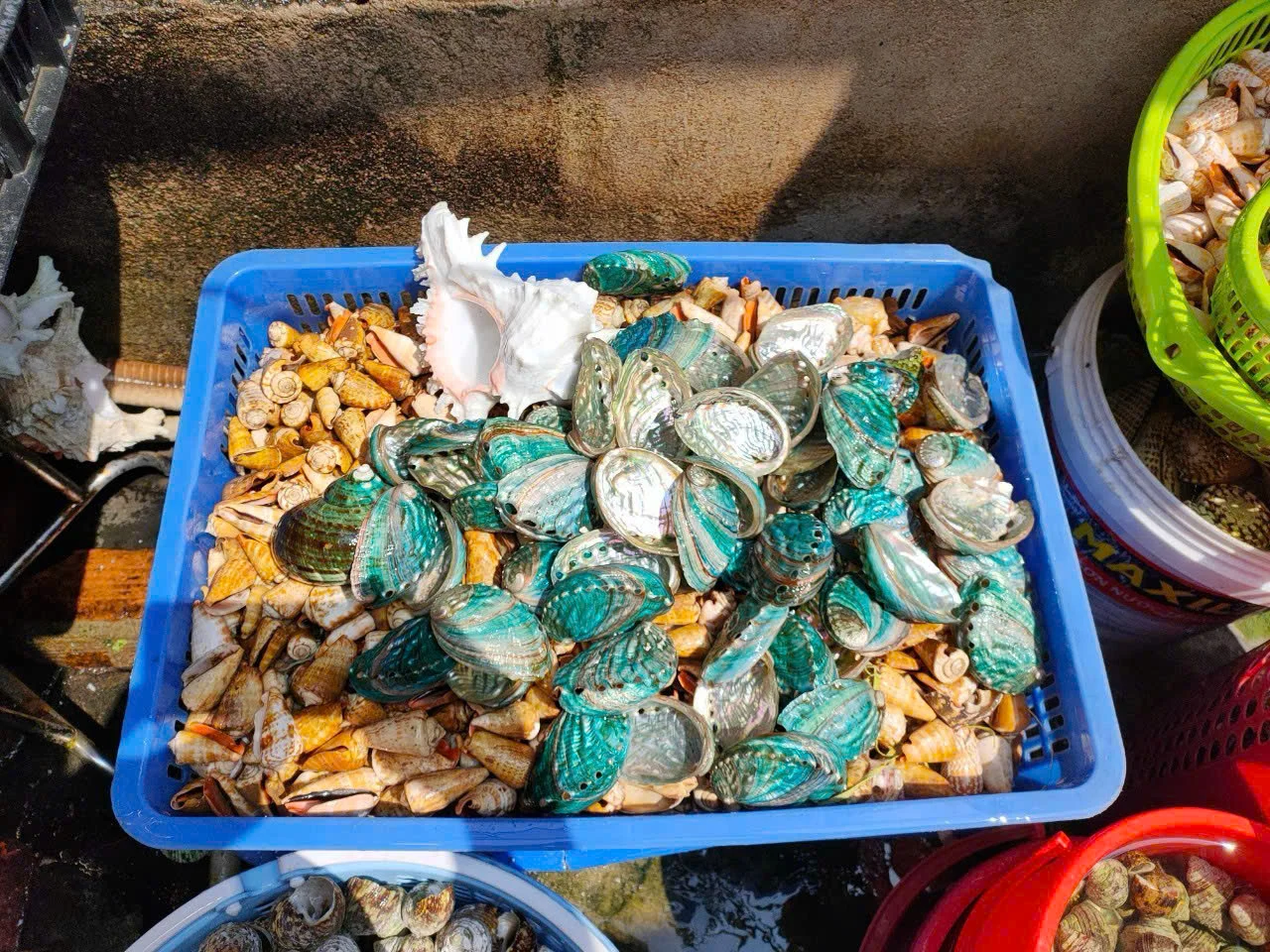 WHOLESALE ABALONE SHELL FOR DECORATION CRAFT FROM VIETNAM CHEAP PRICE 2024
