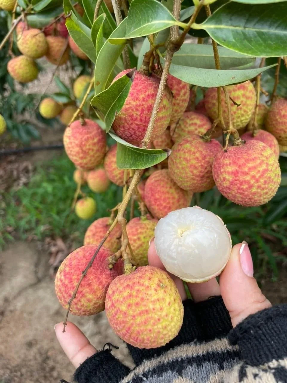 Fresh Lychee new crop 2023 high quality wholesales litchi sweet delicious standard best selling
