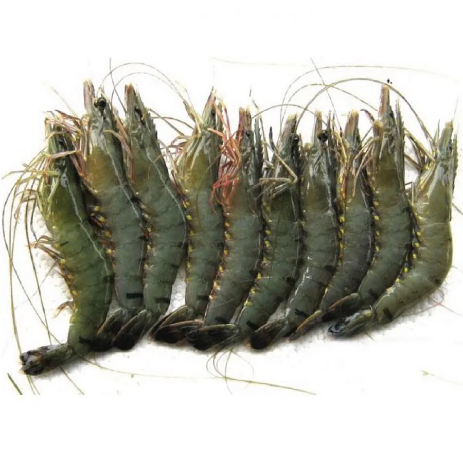 New Arrival Fresh Frozen Shrimp Wholesales Cheap Price Scampi Sea Scampi Prawn Tiger Pawn Black Tiger Pawn Shrimp from BD