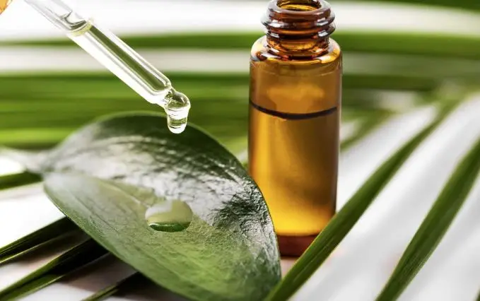 Wholesale Manufacturers and Exporters for Organic High Quality Tamanu Oil Used for Cosmetic Industry Available with Lowest Price