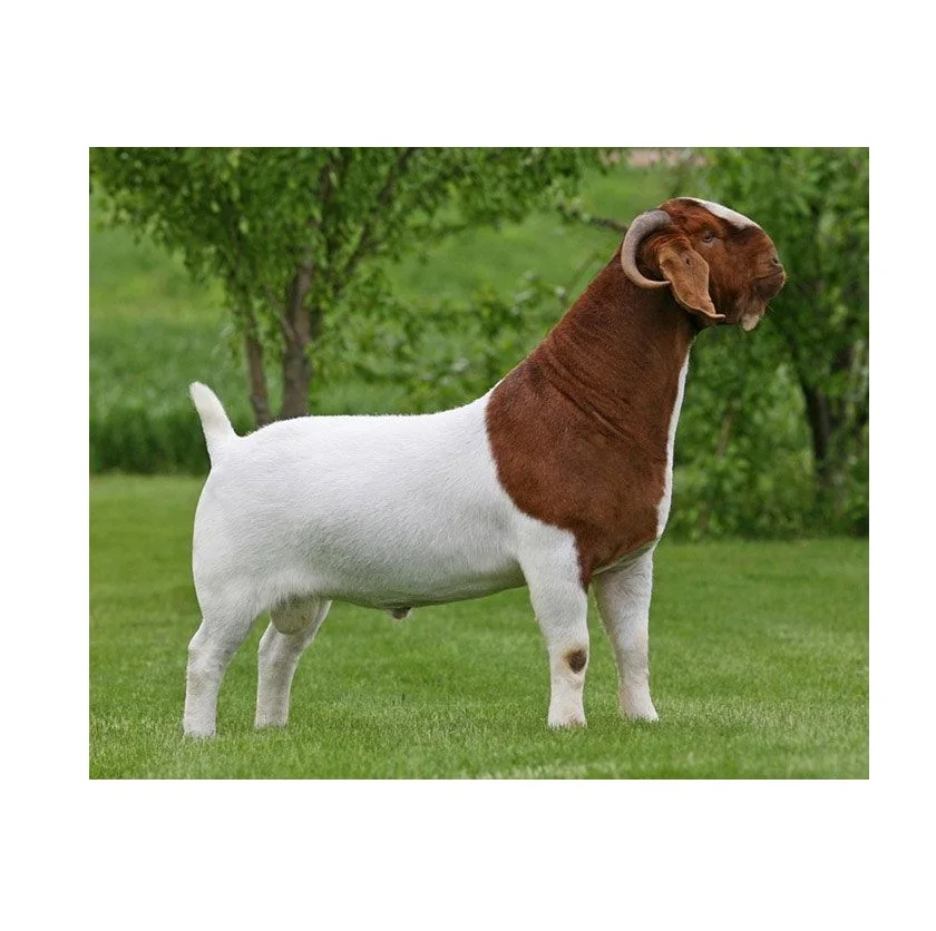 BOER GOATS Alive