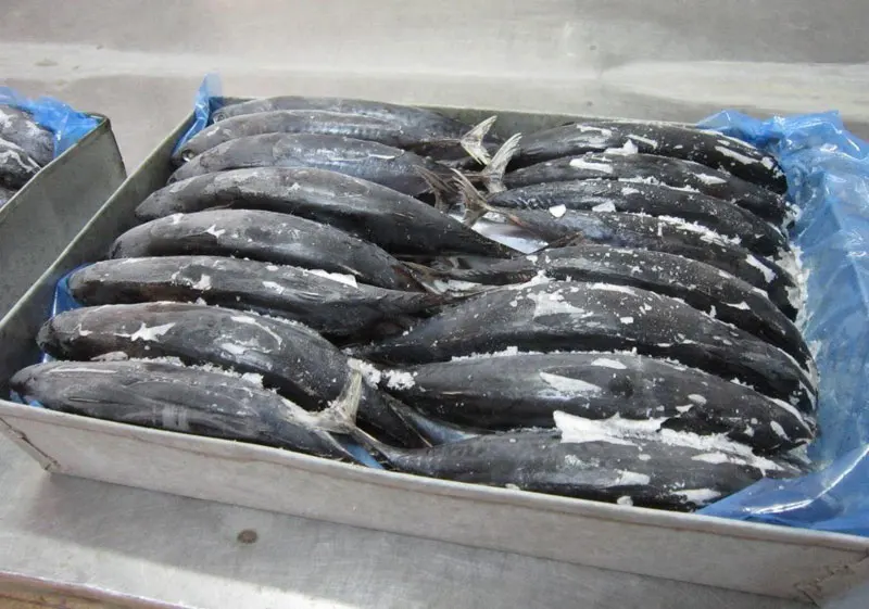 SKIPJACK TUNA