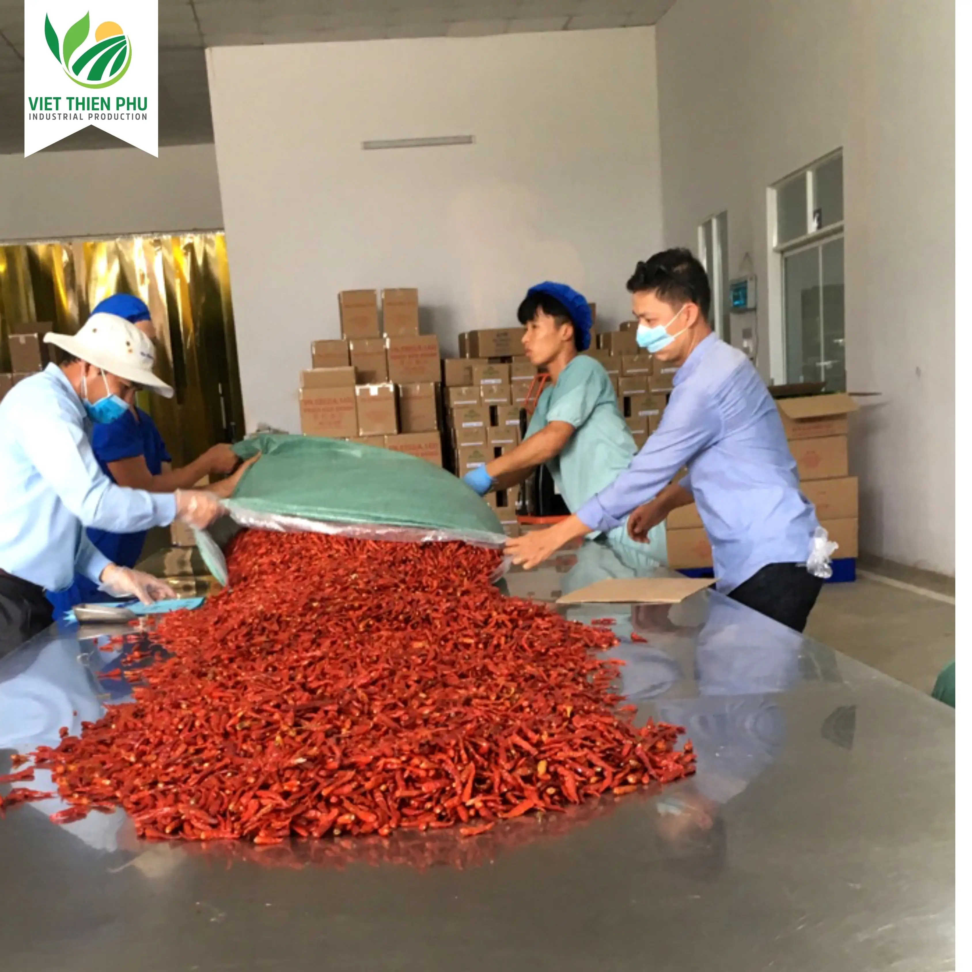 VIET THIEN PHU-Dried Red Chili Single Spices Chilli High Quality Top Product Of Vietnam