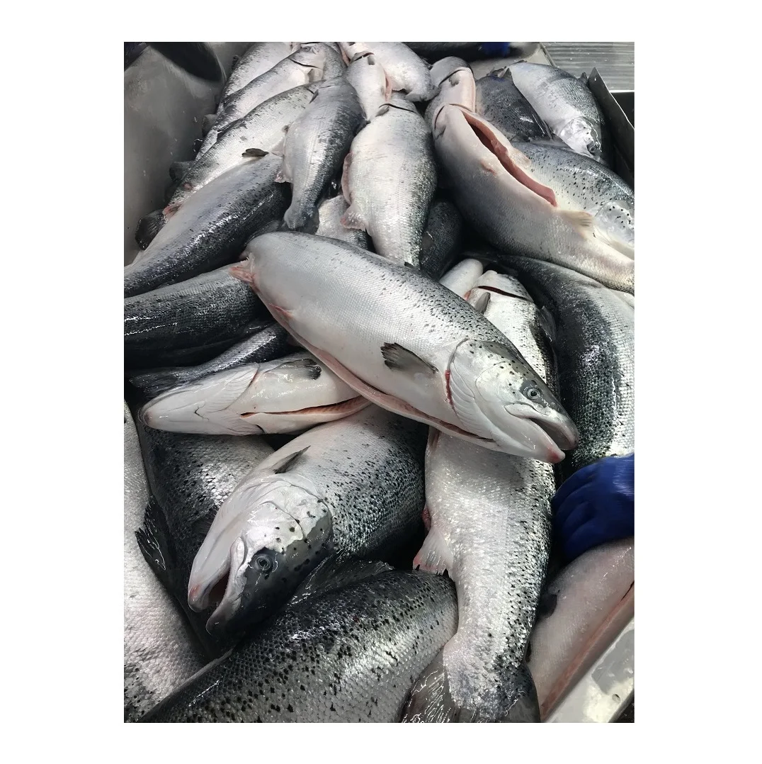 Wholesale Dealer and Supplier Of Fresh / Frozen Salmon Fish Best Quality Best Factory Price Bulk Buy Online