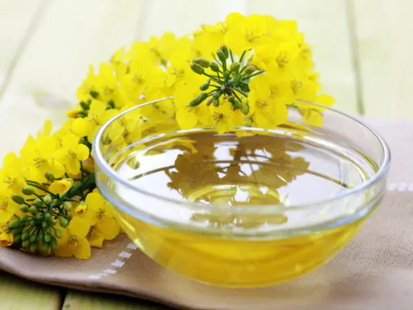 High Quality Pure Refined Canola Rapeseed Oil for Sale at Very Low Price