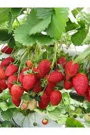 Hot selling Strawberries in cheap price
