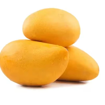 Fresh Natural Pakistani Mango Sindhri Green and Yellow Mangoes with Customized Packaging Available Yellow Mangoes OEM Service