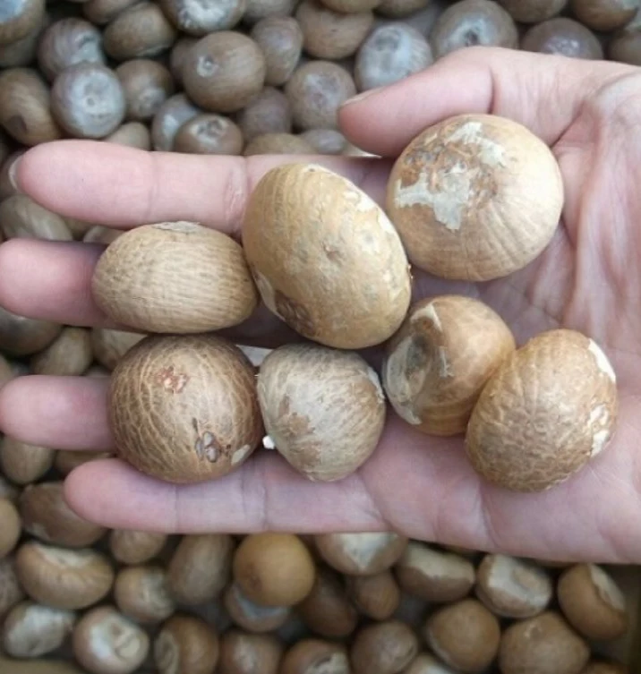 Высушенные орехи betel supari индонезийские экспорт из Афганистана