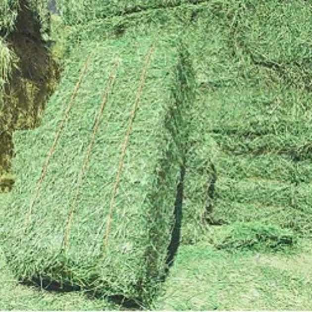 Top Grade Animal Feed Alfalfa Hay From Cyprus