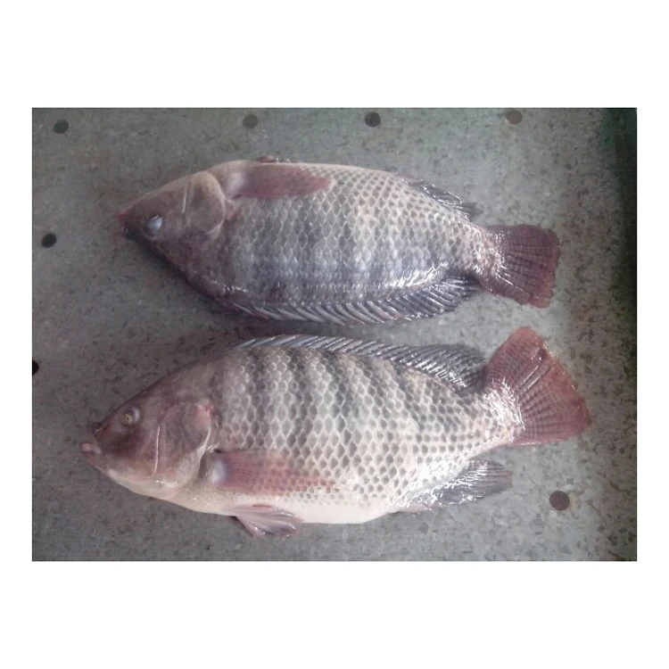 Herring Fish Fish FROZEN BLACK TILAPIA And RED FISH WHOLE