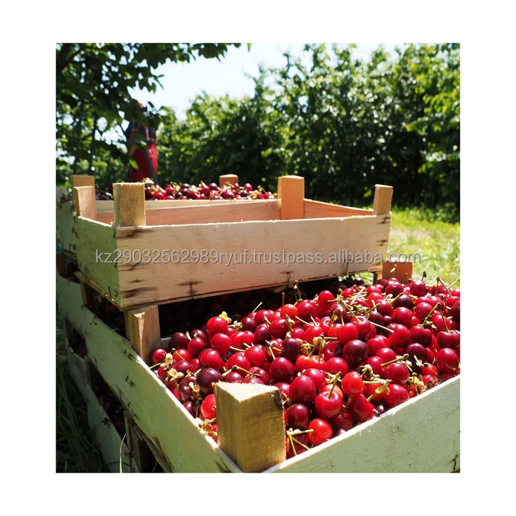 Вкусный вкус любимые ягоды вишни как для детей так и взрослых изысканный сказочный