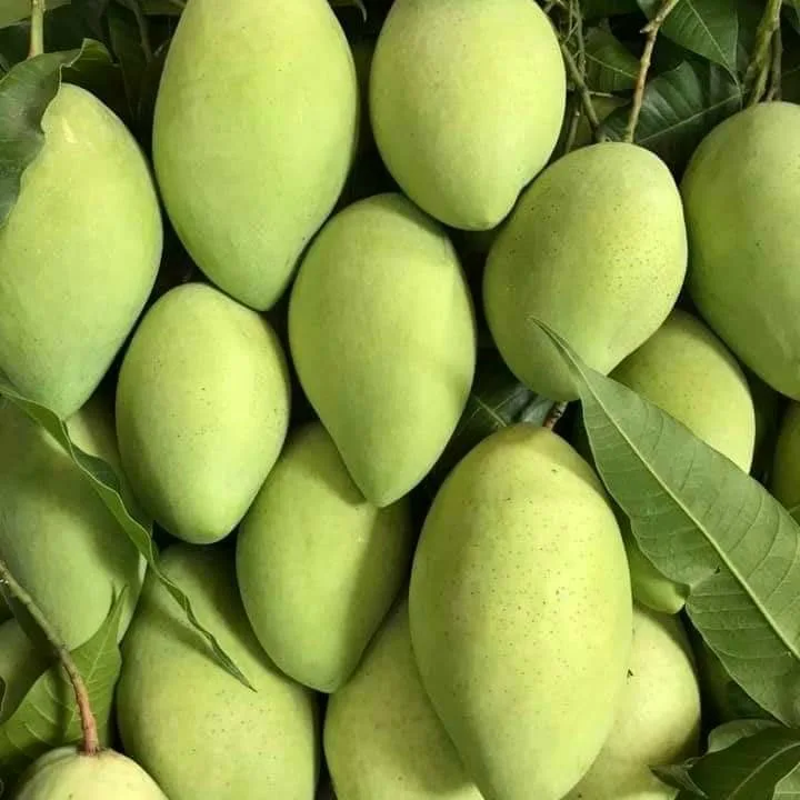 TOP SELLER PRODUCT HOA LOC MANGO FROM VIET NAM EXPORT GRADE