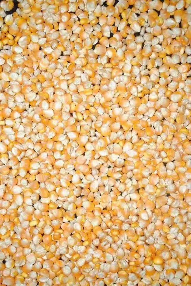 Top Quality Export GMO Yellow Corn White Corn Air Dried Agriculture Kernel Corn Moisture Organic Exporter Agrilculture