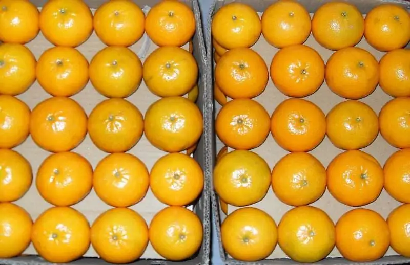 Most Popular Excellent Quality Farm Fresh Orange Fruit in Bulk Quantity Fresh Natural Orange For your good Health Available