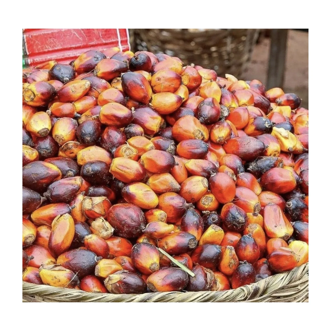 Brazil Palm Nuts Fresh Young Palm Nuts For Sale