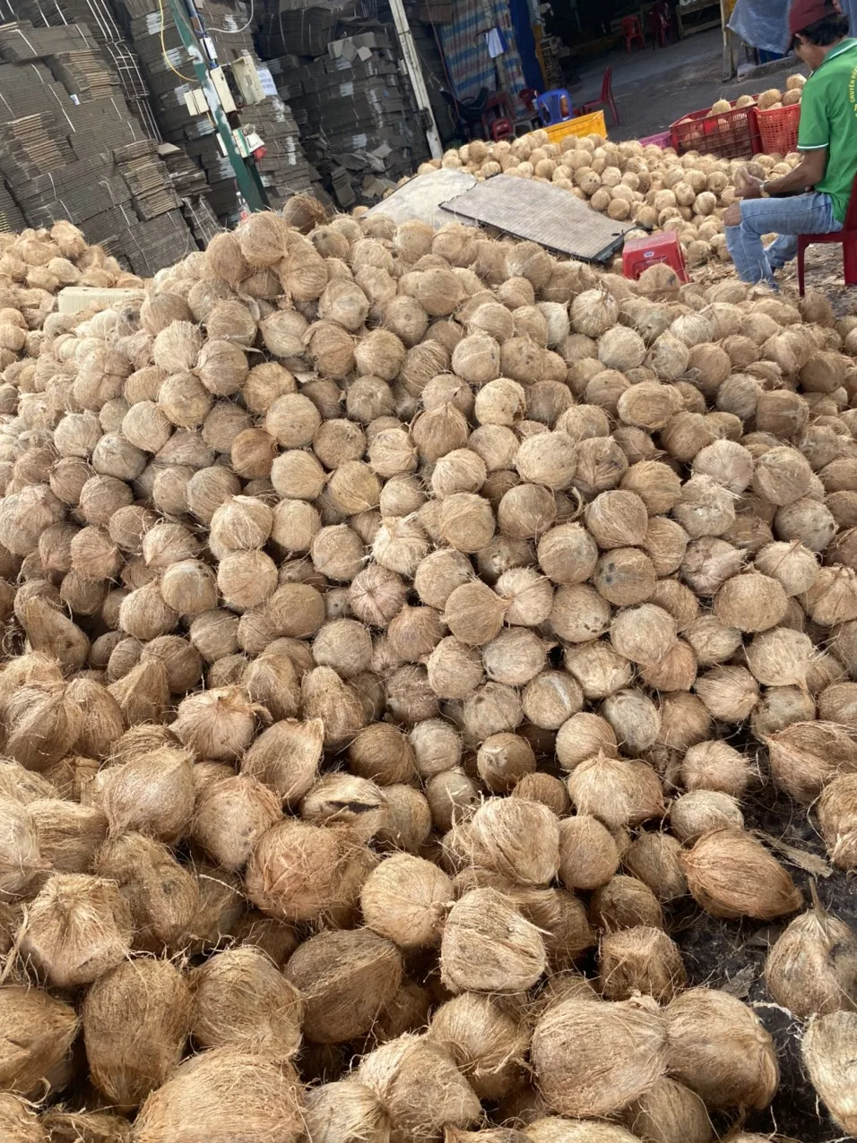 High Quality 100% Natural Mature/Semi Husked Coconut Sweet Tasted Dried Fruit Oil Cream Dish Production Whole Pattern Bulk ANNA