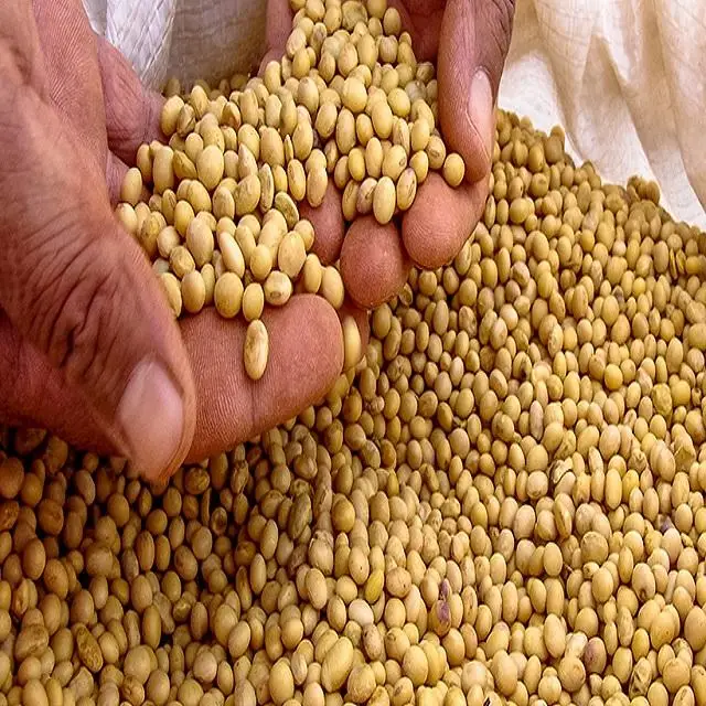 Top High Protein Soyabean Seed /Soy bean For All purposes