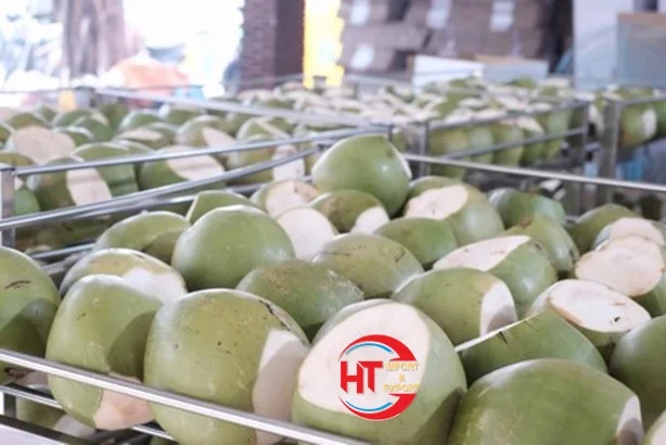 Vietnam Export High Quality Organic Natural Sweet Processed Diamond Green Siamese Coconuts (With Green Shell)