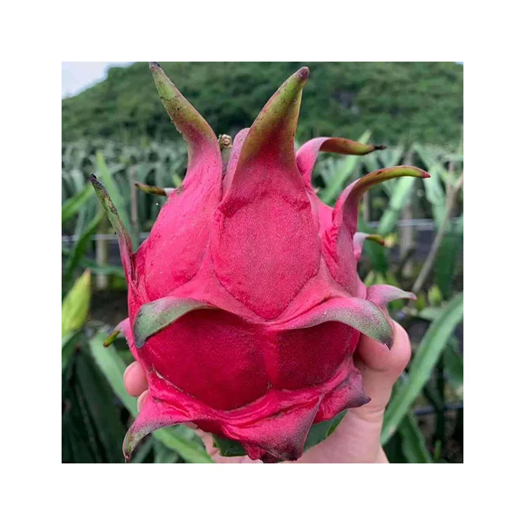 Dragon Fruit/ Fresh Dragon Fruit - 100% Organic Fruit From VietNam  Wholesale