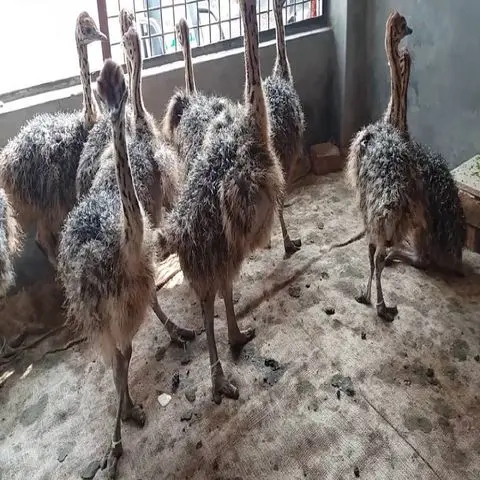 ostrich-chicks (1).jpg