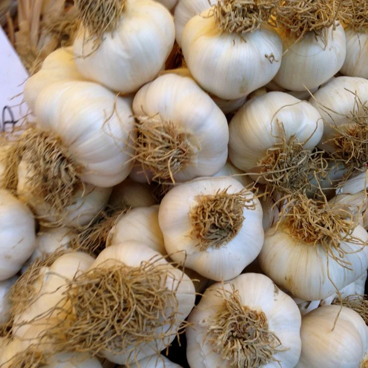 Affordable Garlic