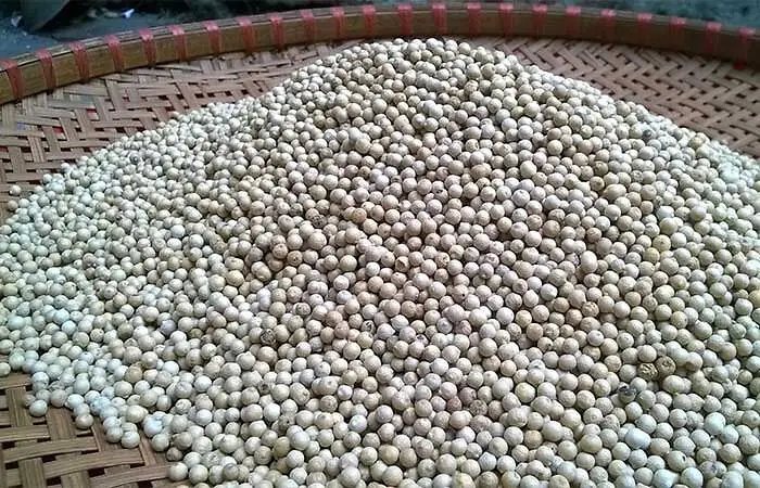 Best Vietnam White Pepper - KING COFFEE - Best Sold High Quality Spices And Best Price With Best Wholesale From Manufacturer