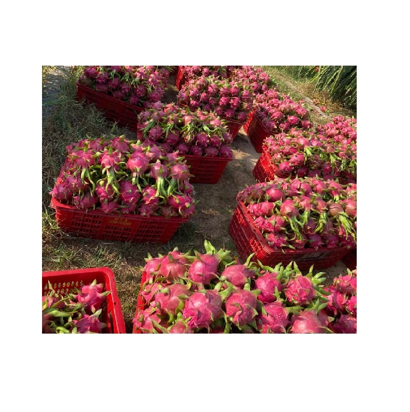 Top 1 supplier in agriculture Vietnam - Fresh Red White Dragon Fruit - Cheap Price Whoasale in bulk