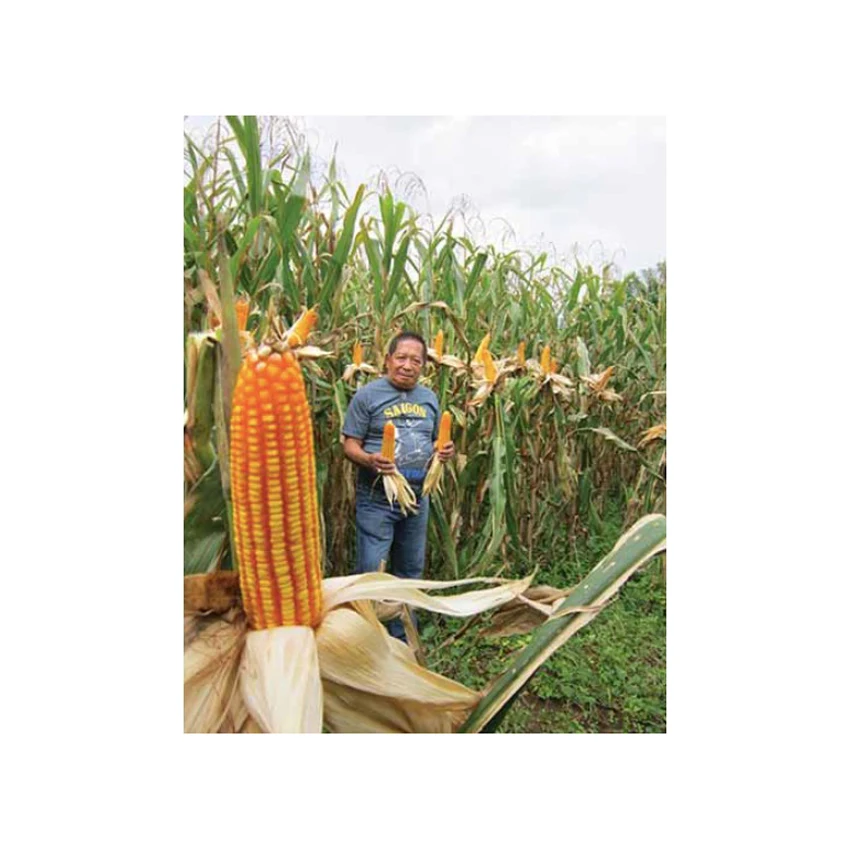 Fresh Organic Yellow Corn Maize Canada Top Quality Raw Sweet Corn Seed Bulk in 50 kg Packaging bags