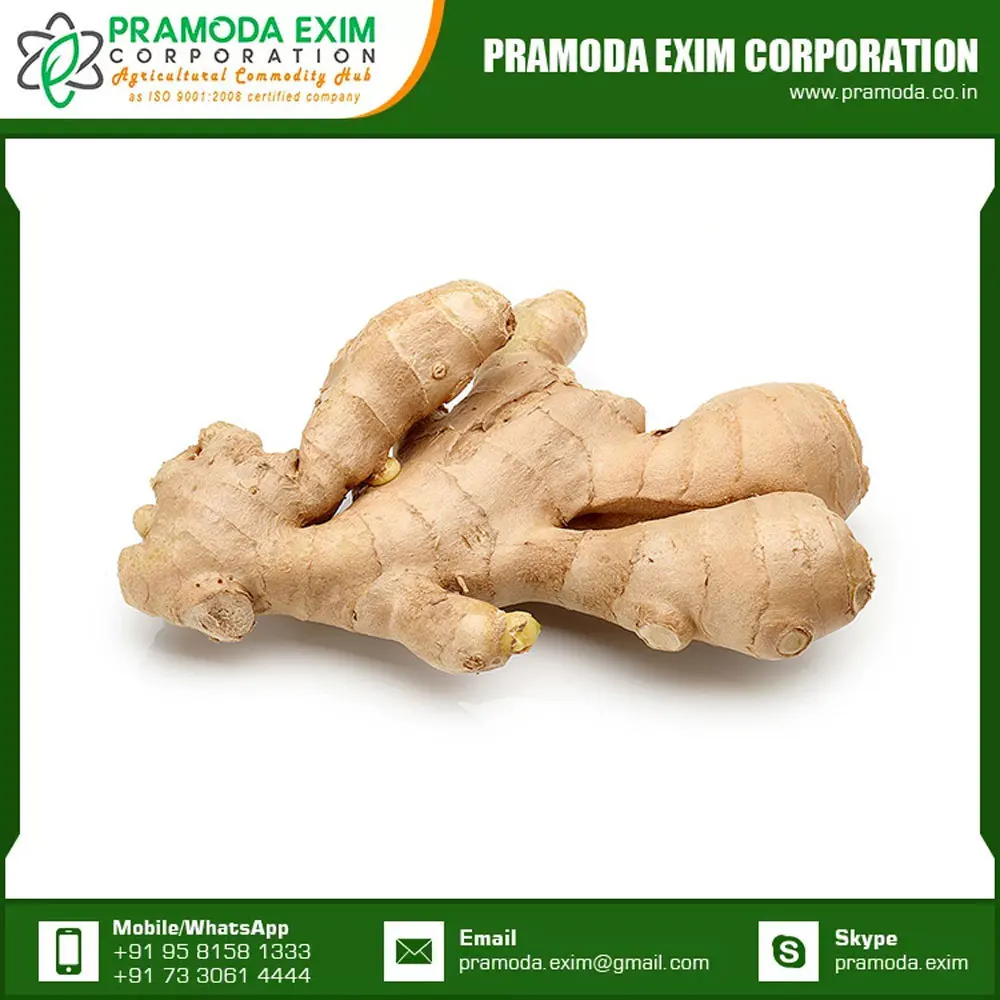 Indian Fresh Ginger Single Spices & Herbs Wholesale Supplier