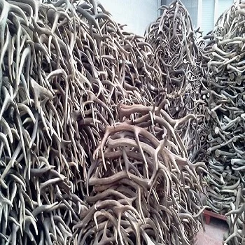 Red deer antlers 6.jpg