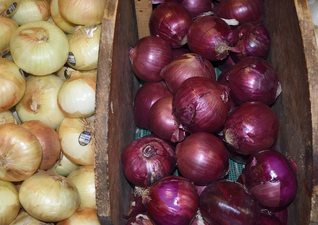 We have very good quality red onion which is naturally produced for export all over the world