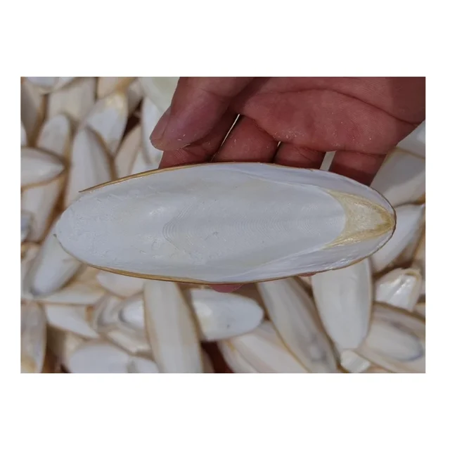 Dried Cuttlefish bone for birds food cuttlebones natural 100% sun dried cuttle bone sale best quality squid cuttlefish Premium