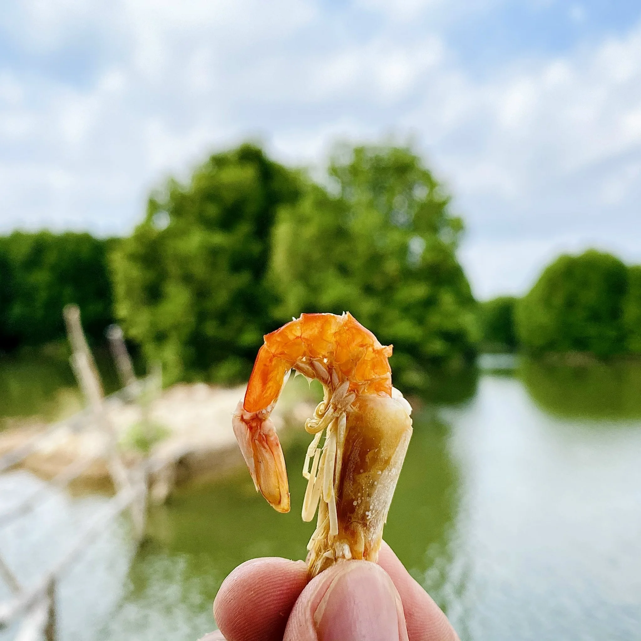 Wholesale Cheap Price Vacuum Pack High Quality Air Drying Process Seafood Certificated OEM Dried Shrimp