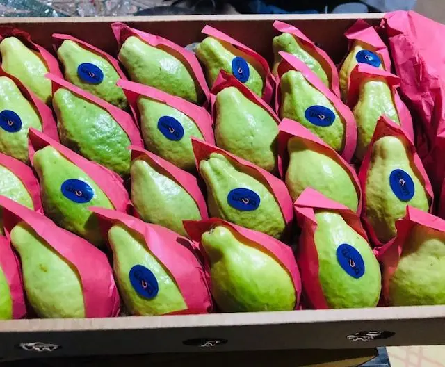 guava all packages available
