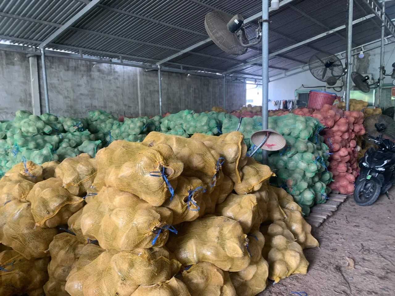 100% Fresh mature coconut in bag Fresh newly harvested made in Viet Nam Phytosanitary Certification Fresh Coconut