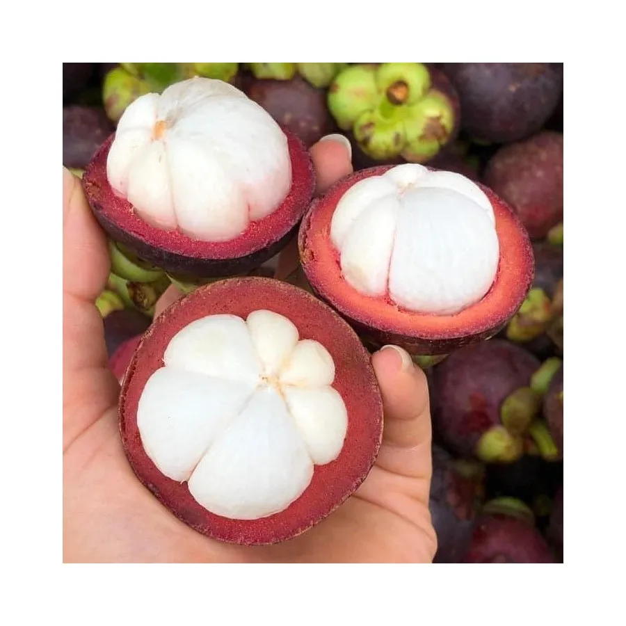 Vietnam Tropical Fresh Mangosteen with high quality and good wholesale price for exporting